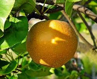 Asian Pear Tree Plant - 'Shinseiki'
