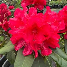 Rhododendron ‘Jean Marie de Montague’