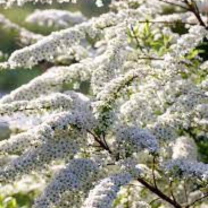Sparkler White Flower Shrubs