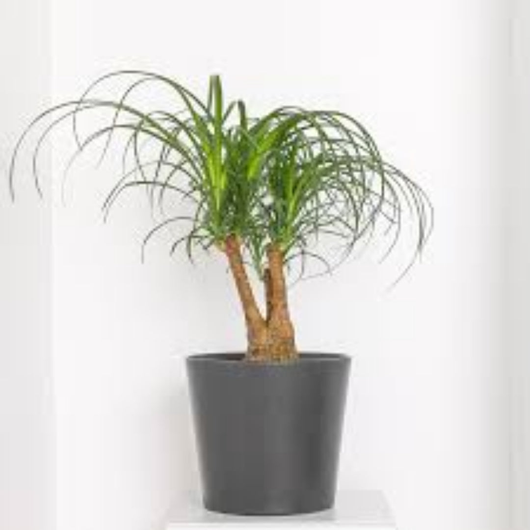 Buy Live Plant : Pony Tail Palm Bonsai Plants & Trees Online