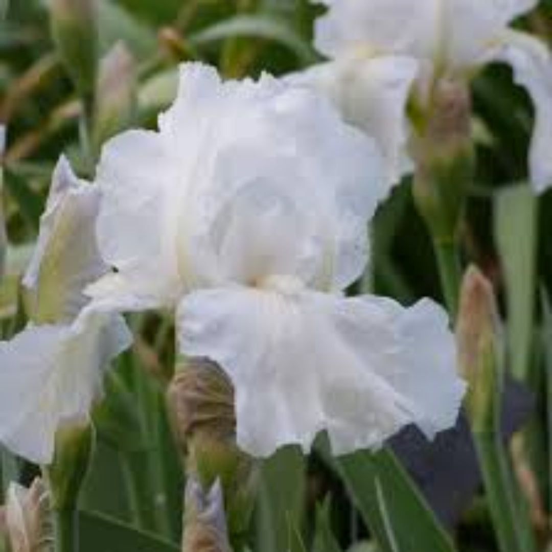 Iris Germanica Immortality