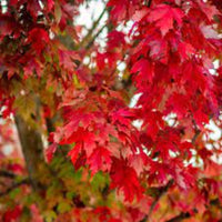 Somerset Red Maple