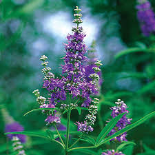 Vitex Shoal Creek Chaste Tree