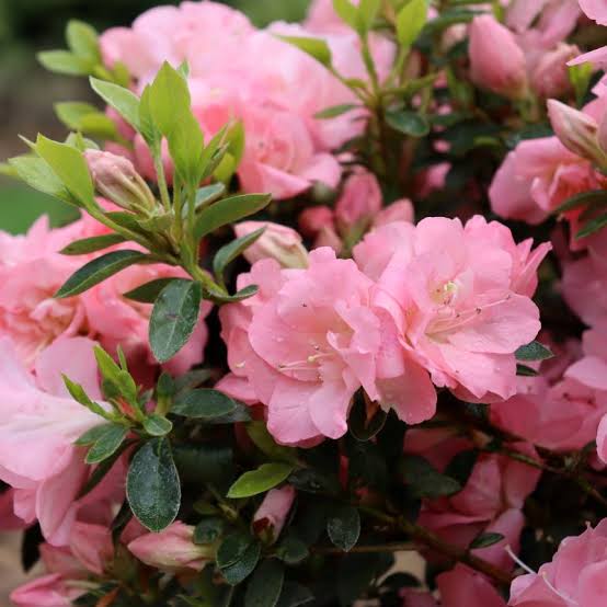 Perfecto Mundo Azalea Pink Shrub