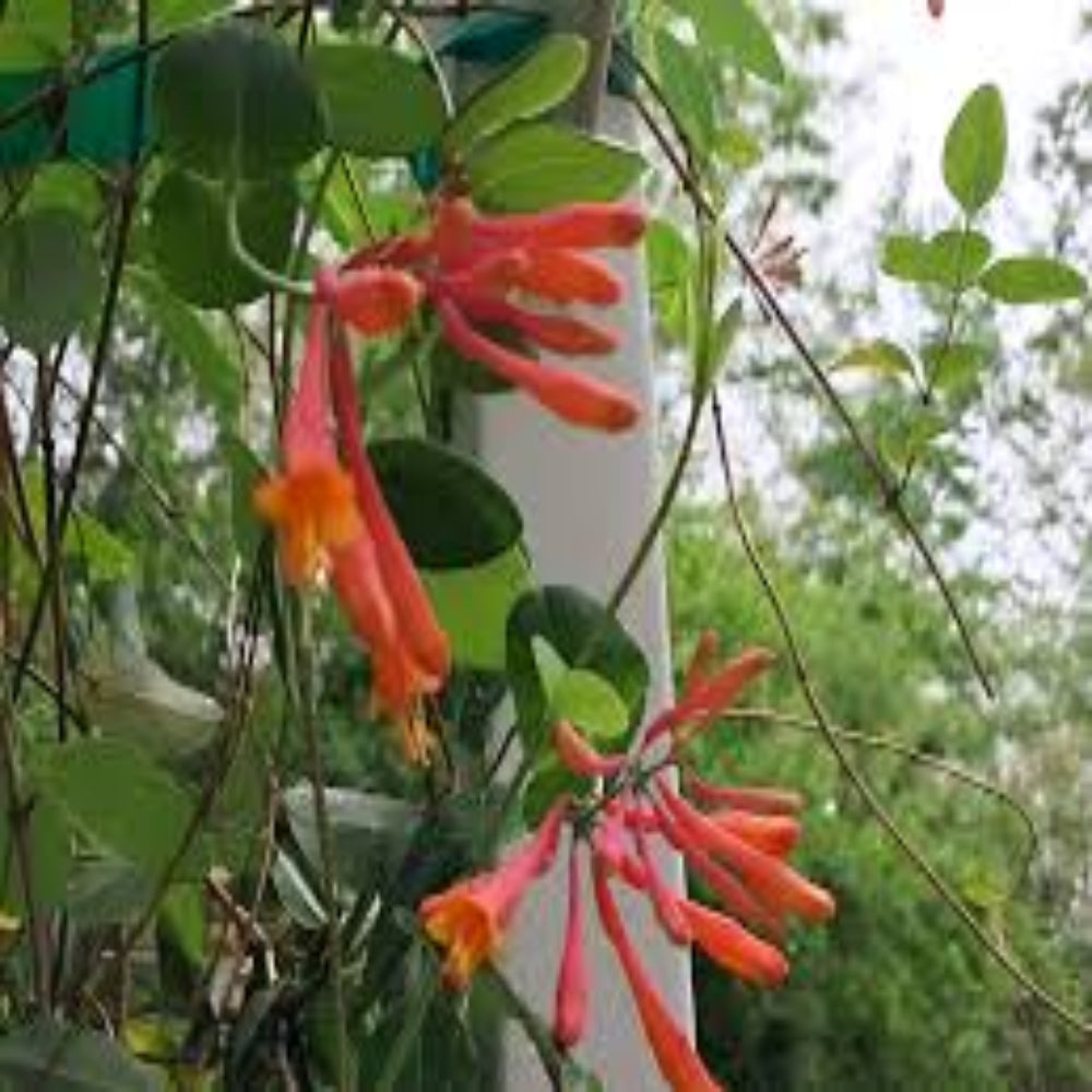 Coral Honeysuckle