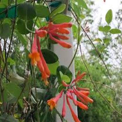 Coral Honeysuckle