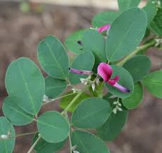 Lespedeza Little Volcano Shrub