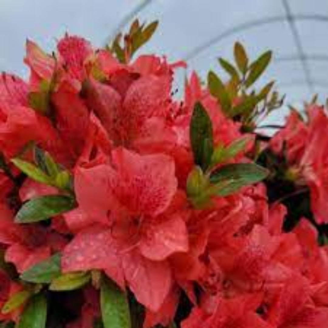 Fashion Azalea ( Black Friday Sale )