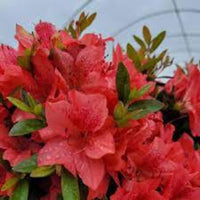 Fashion Azalea