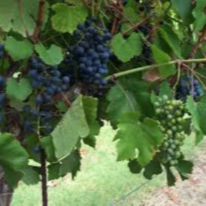 Black Spanish Grape Vine Shrub