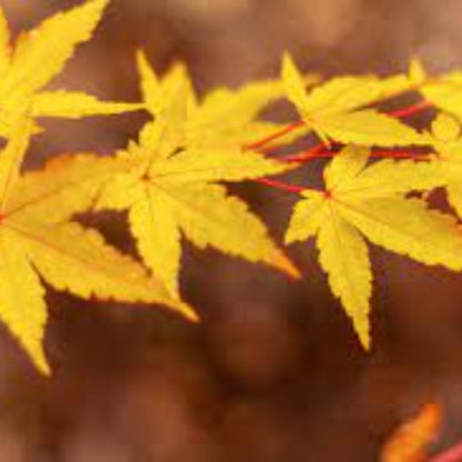 Murasaki Kiyohime Dwarf Japanese Maple