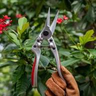 Long Needle Nose Secateurs