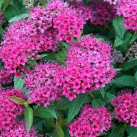 River Spirea