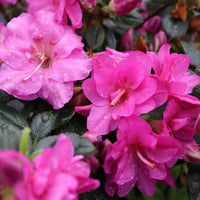 Perfecto Mundo Azalea Pink Shrub