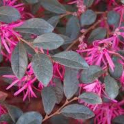 Zhuzhou Loropetalum dense foliage and flowers