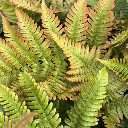 Autumn Fern Dryopteris erythrosora