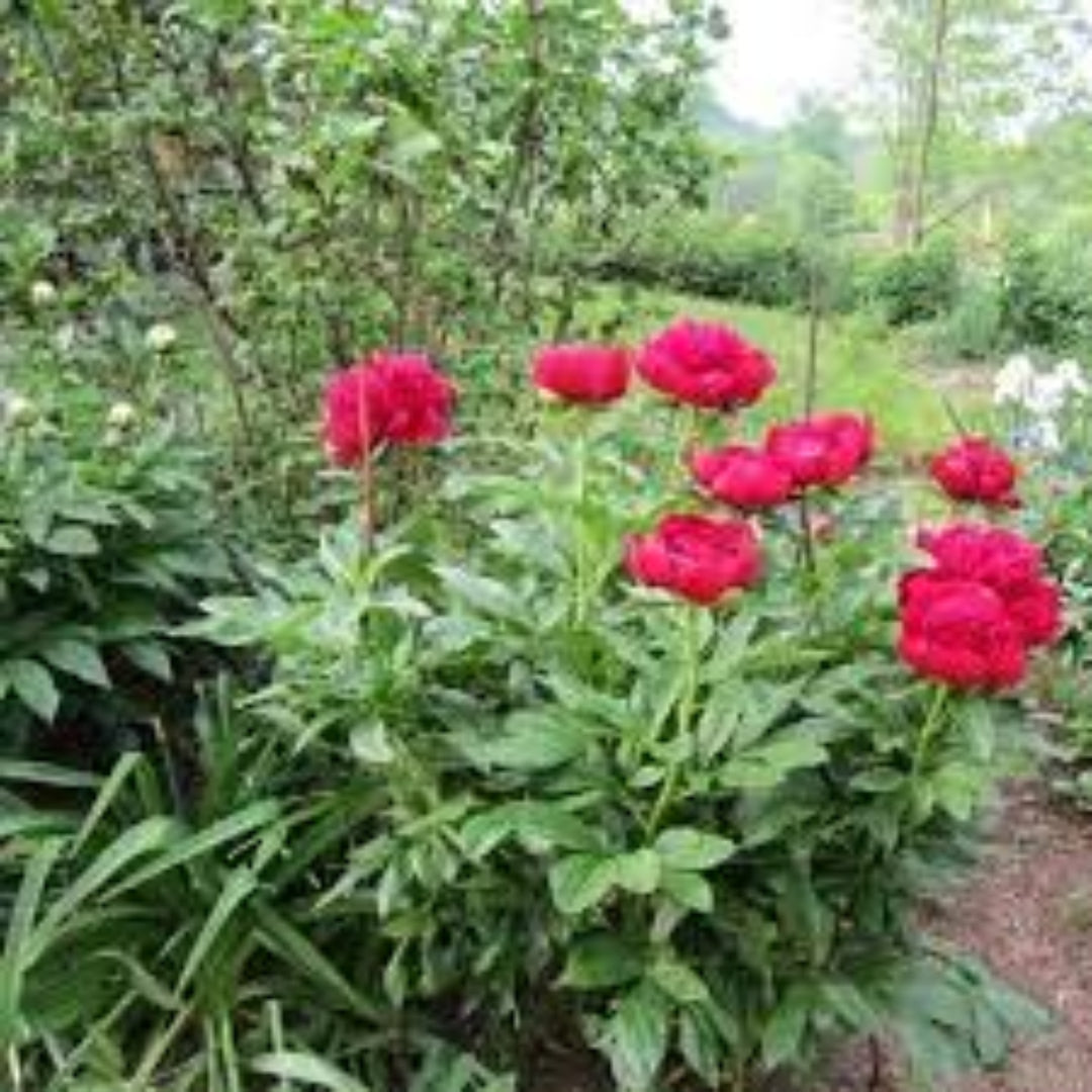 Peony Red Magic