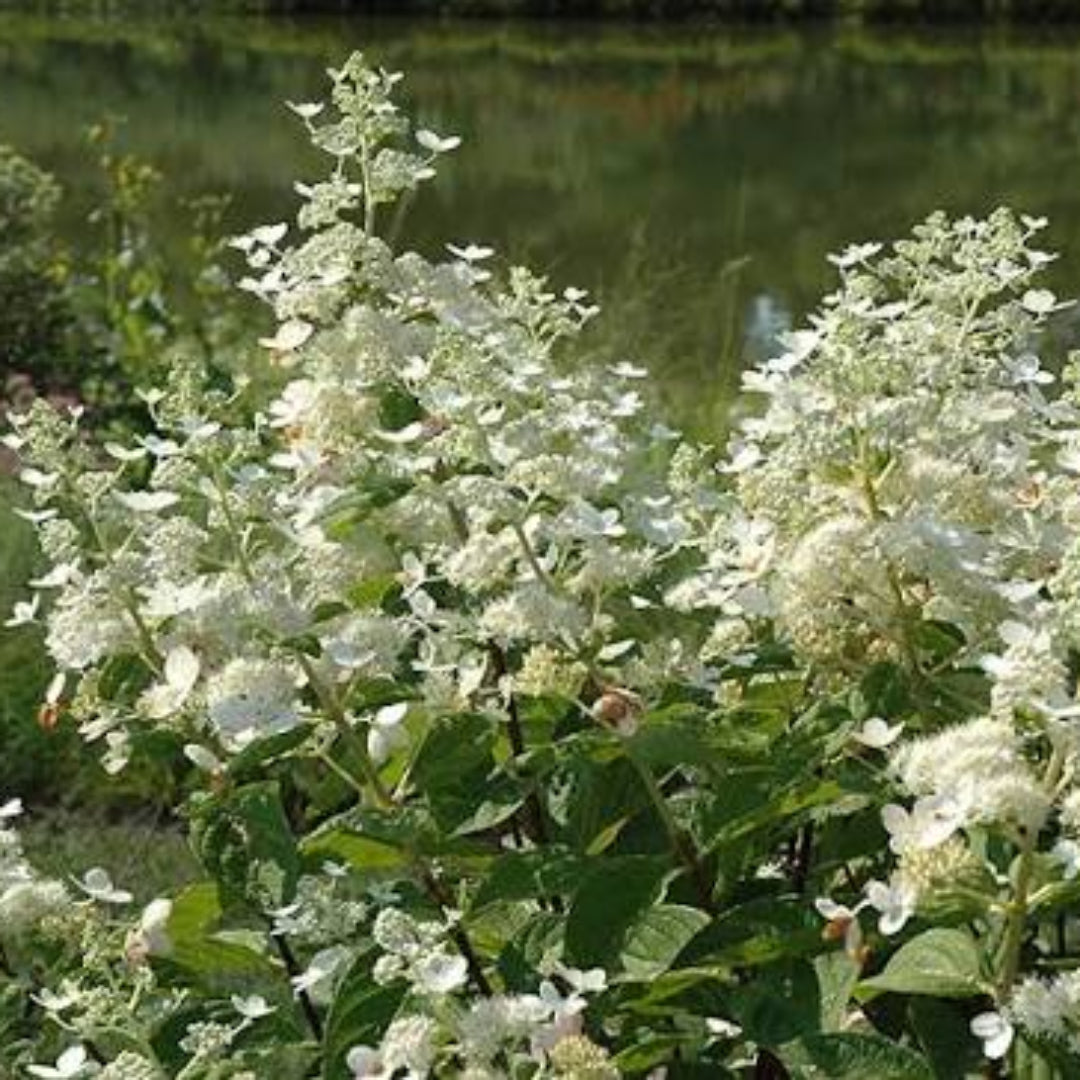 Burgundy Lace Hydrangea Plant