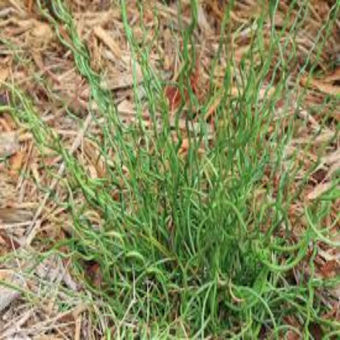Grass Juncus effusus &
