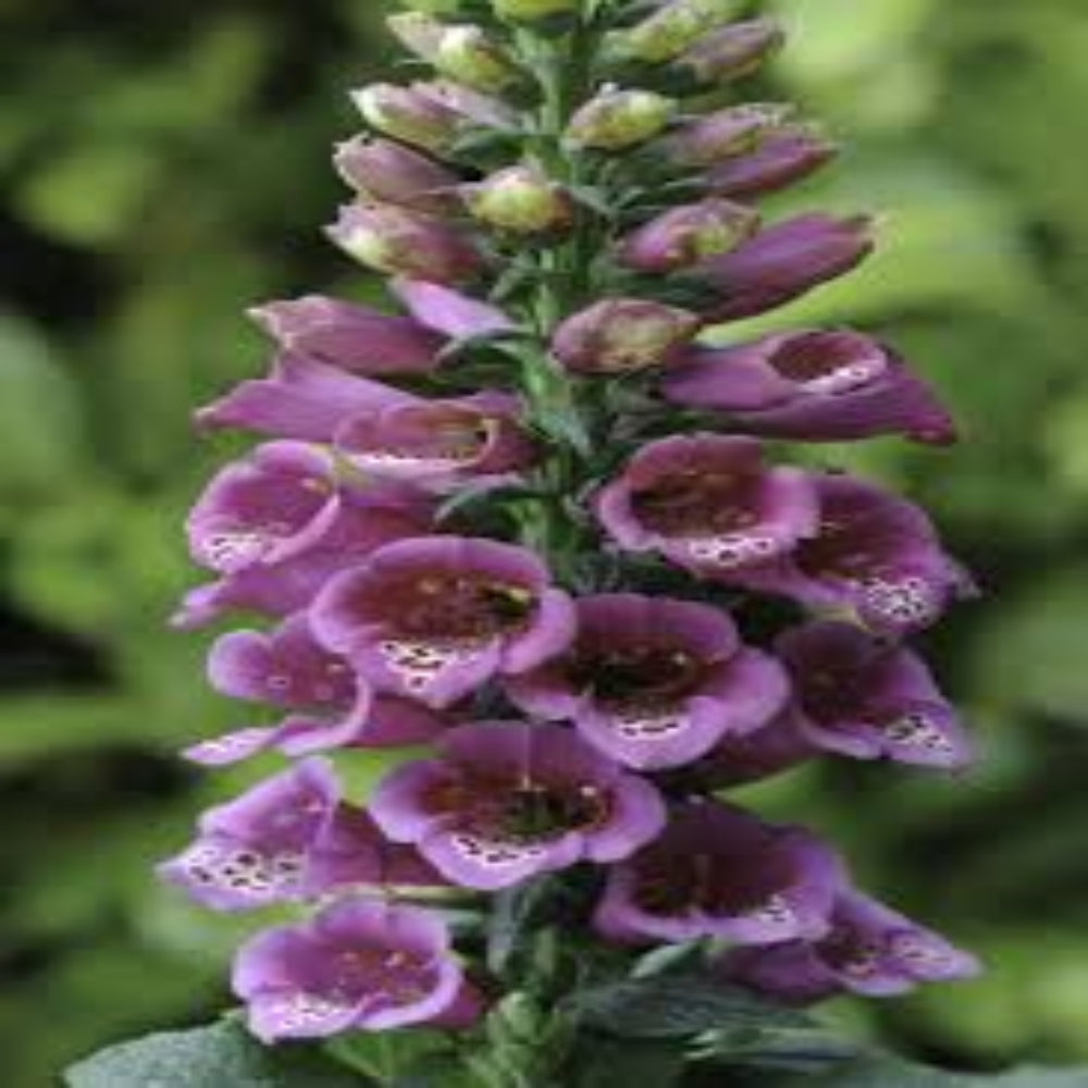 Digitalis Purpurea &