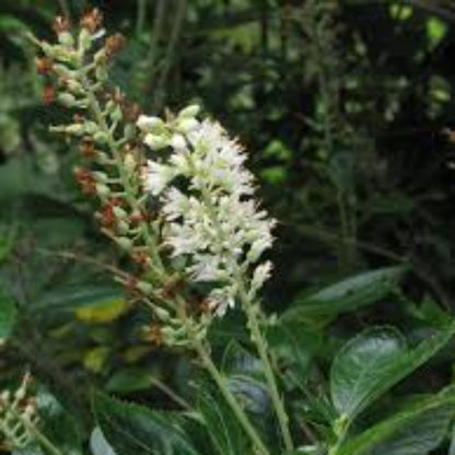 16 Candles Clethra, Candle Like Fragrant Blooms Good For Wet Areas