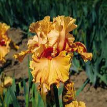 Iris Germanica &
