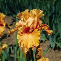 Iris Germanica 'Cordoba' Bearded German Iris