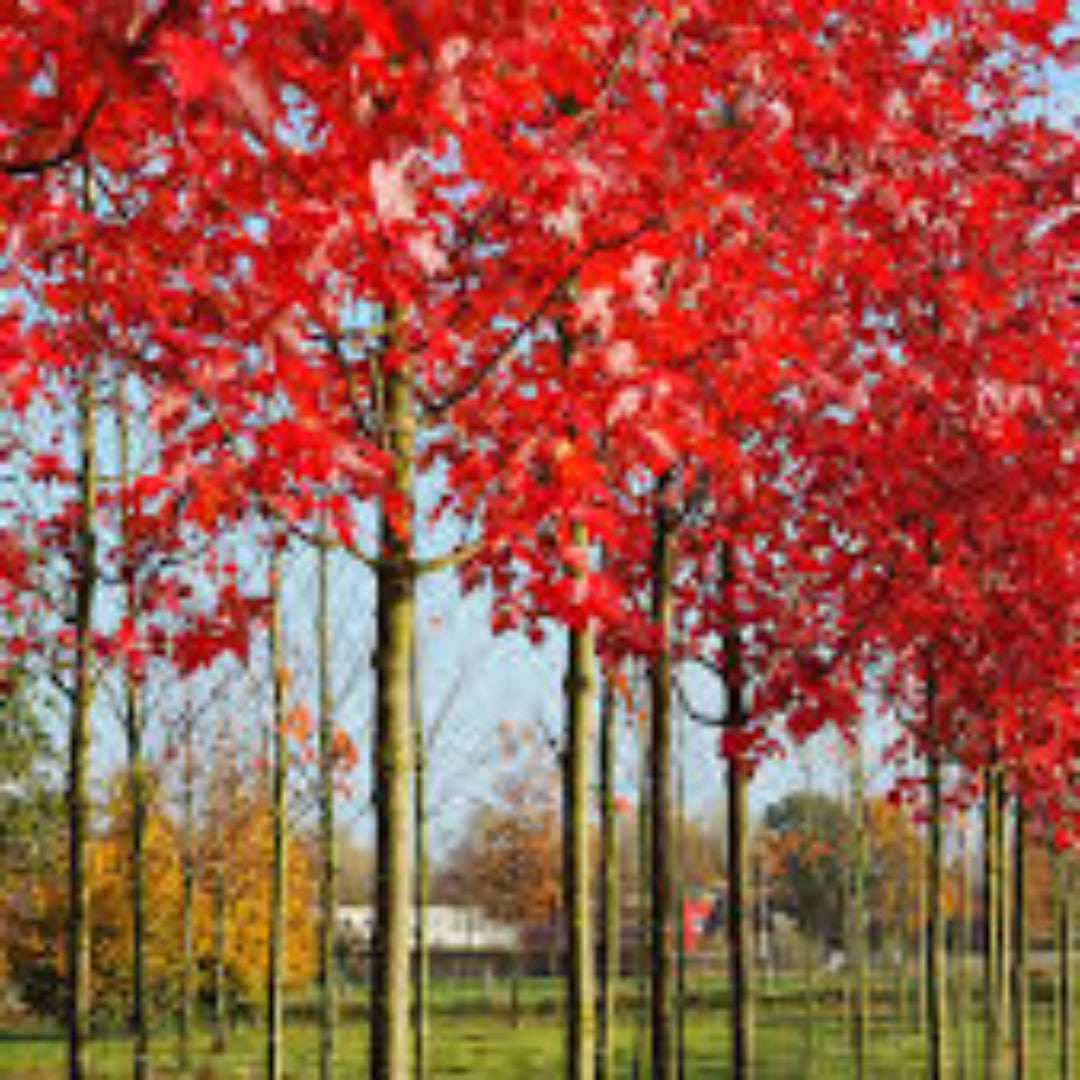 Somerset Red Maple