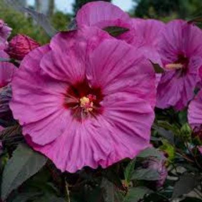 Hibiscus Summerific® &