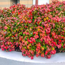 Firepower Nandina Evergreen Shrub