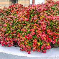 Firepower Nandina Evergreen Shrub