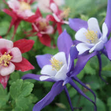 Aquilegia x hybrida Earlybird Mix (Columbine) - [EG]