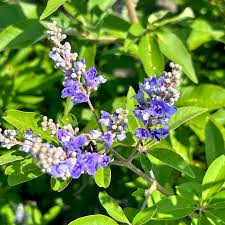 Vitex Shoal Creek Chaste Tree