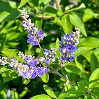 Vitex Shoal Creek Chaste Tree
