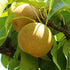 Shinseiki Asian pear tree with fresh golden pears growing on branches