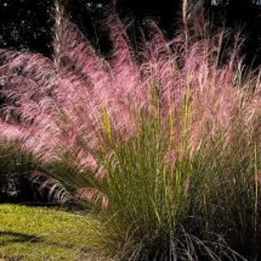 Purple Love Grass Eragrostis Spectabilis