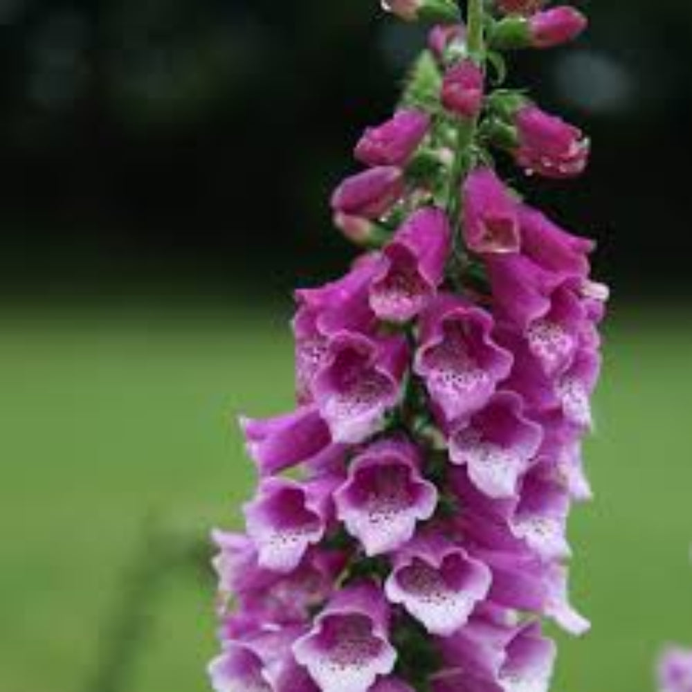 Digitalis Purpurea &