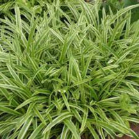 Liriope Muscari Variegata | Liriope Muscari Variegata is a medium-sized plant with green leaves that have creamy yellow margins. It grows in zones 5-10 and is grown naturally.