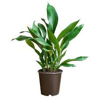 Aspidistra elatior Cast Iron Plant – Low Light Indoor Evergreen Plant