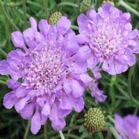 Scabiosa columbaria 'Butterfly Blue' Pincushion Flower - [EG]