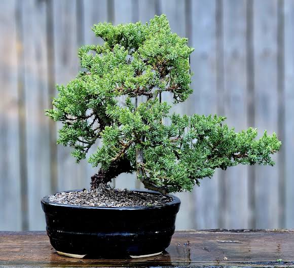 Procumbens Nana Juniper Plant