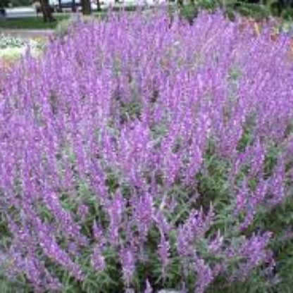 Salvia leucantha &