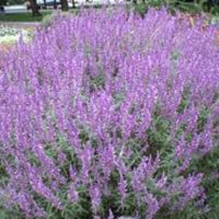Salvia leucantha 'Santa Barbara' - [EG]