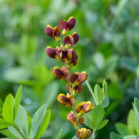 Decadence® 'Cherries Jubilee' False Indigo