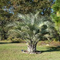 Pindo Palm (Jelly Palm)