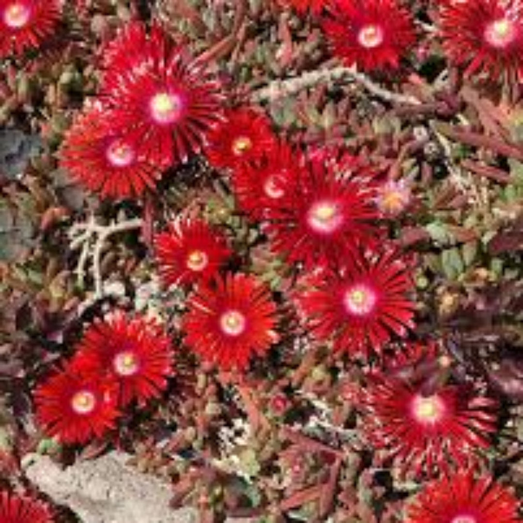 Delosperma Hot Cake Saucy Strawberry 10 count flat of 4.5" pots - [EG]