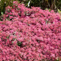 Sedum Rock 'n' Grow® 'Back in Black' (Stonecrop) - [EG]