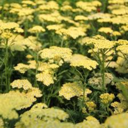 Achillea Millefolium Sunny Seduction Yarrow