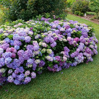 Bright flowers of Hydrangea All Summer Beauty plants