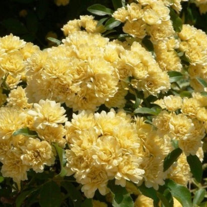 Rose Lady Banksia (Tripod)